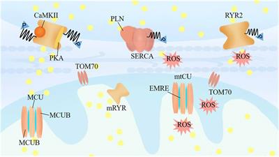 The interplay between cardiac dyads and mitochondria regulated the calcium handling in cardiomyocytes